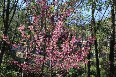 Cherry blossom tree in full bloom Stock Photos