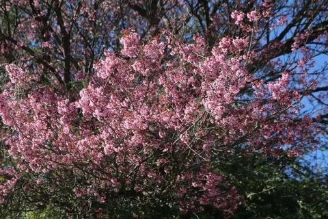 Cherry blossom tree in full bloom with pink flowers Foto stock