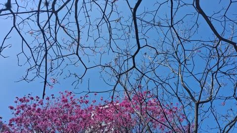 Cherry blossom tree in full bloom against clear blue sky. Spring sakura branches Stock Photos