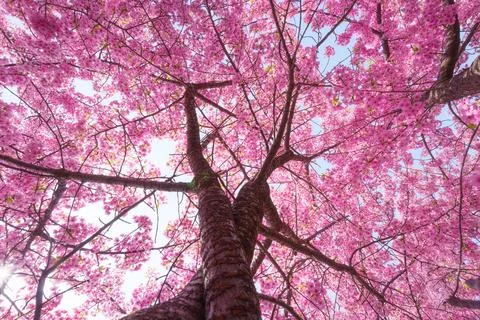 Cherry Blossom Tree in Full Bloom with Pink Petals in Japanese Garden Stockfoto's