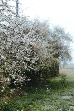 Cherry blossom tree in full bloom near a small pond Stock Photos