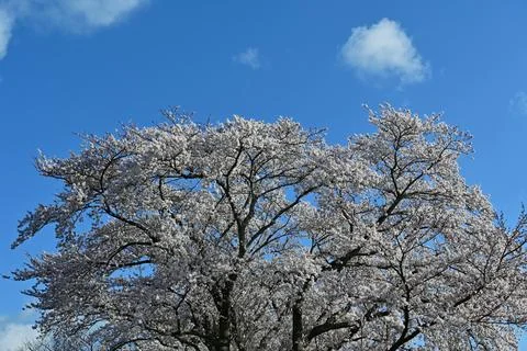 Cherry Blossom Tree in Full Bloom Against Clear Blue Sky, Spring Landscape Stock Photos