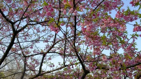 Cherry blossom tree full of cherry blossoms in spring 스톡 동영상 95904272