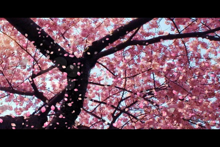 cherry blossom tree gentle falling leaf | Stock Video | Pond5