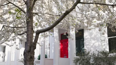 Cherry blossom tree lined street in West London, Chelsea Stock Footage 332235206