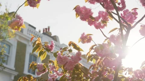 Cherry blossom tree lined street in West London, Chelsea Stock Footage 332235318