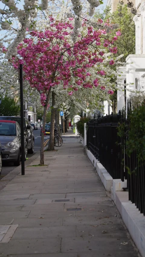 Cherry blossom tree lined West London street Stock Footage 332235265