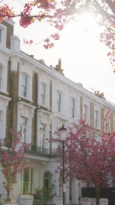 Cherry blossom tree lined West London street Stock Footage 332235334