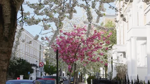 Cherry blossom tree lined West London street Stock Footage 332235339