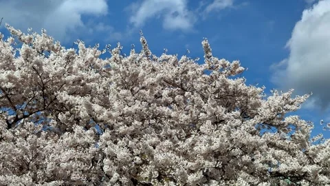 Cherry blossom tree with lush white flowers against blue sky. Spring bloom Stock Footage 334172959