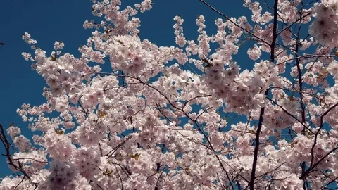 Cherry blossom tree medium shot Stock Footage 73894634