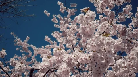 Cherry blossom tree medium shot pan right Stock Footage 73898430