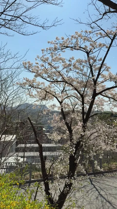 Cherry Blossom Tree with Mountain Backdrop in Seoul, Vertical Stock Footage 333958890