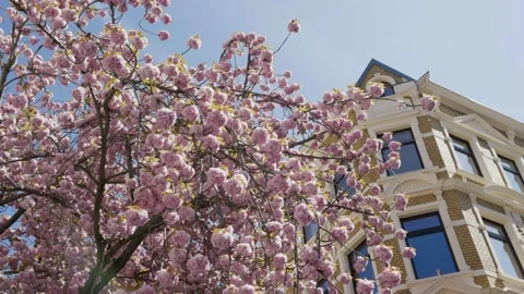 Cherry blossom tree next to a building in Bonn, Germany Stock Footage 155470791