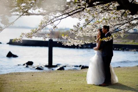 Cherry blossom tree with nice background Stock Photos
