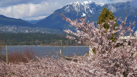Cherry blossom tree with ocean and mountains in background Stock Footage 87997271