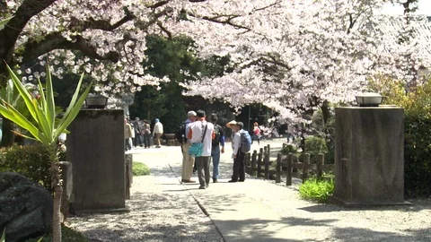 Cherry Blossom Tree over bridge at Gokuraku-ji Temple in Japan Stock Footage 86758714