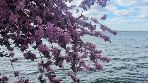 Cherry Blossom Tree Over Water Stock Footage 334668449