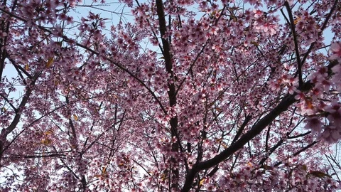 Cherry blossom tree at park Stock Footage 103987257