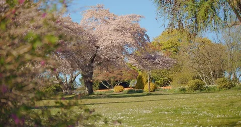Cherry Blossom Tree in Park Video stock 129858022