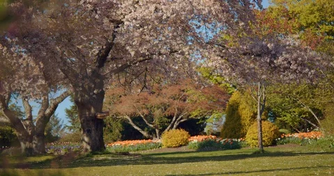 Cherry Blossom Tree in Park Video stock 129858198