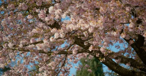 Cherry Blossom Tree in Park Video stock 129858213