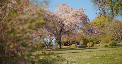 Cherry Blossom Tree in Park Video stock 129858323