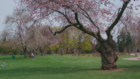 Cherry Blossom Tree In the Park 库存影片 153494726