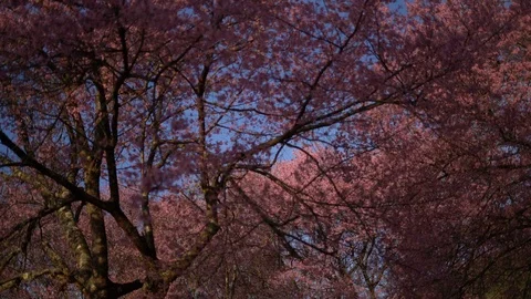 Cherry blossom tree at park in spring Stock Footage 87197057