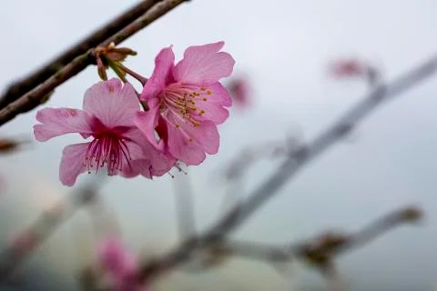 Cherry Blossom tree Stock-Fotos