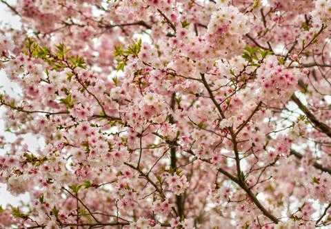 Cherry Blossom Tree Stock Photos
