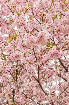 Cherry Blossom Tree Stock Photos