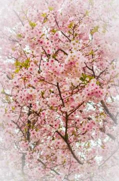 Cherry Blossom Tree Stock Photos