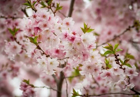 Cherry Blossom Tree Stock Photos