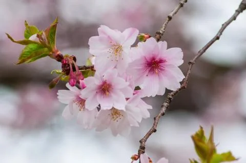 Cherry Blossom Tree Stock Photos