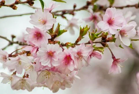 Cherry Blossom Tree Stock Photos