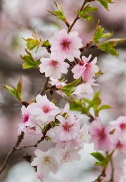 Cherry Blossom Tree Stock Photos