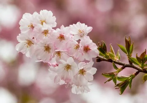 Cherry Blossom Tree Stock Photos