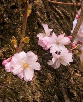 Cherry Blossom Tree Stock Photos