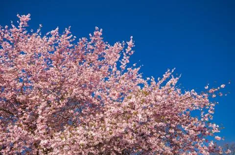 Cherry Blossom Tree Stock Photos