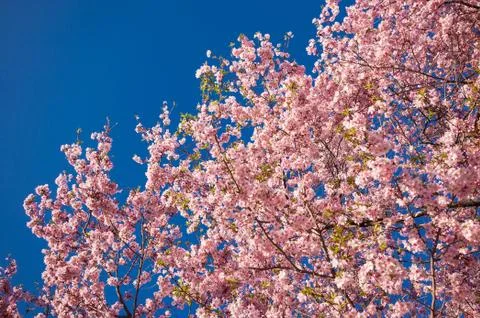Cherry Blossom Tree Stock Photos
