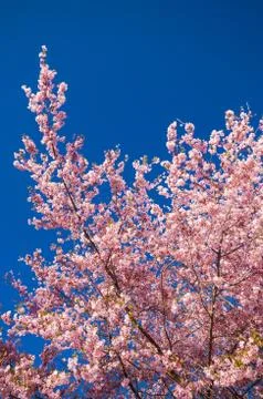 Cherry Blossom Tree Stock Photos