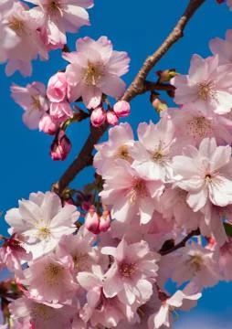 Cherry Blossom Tree Stock Photos