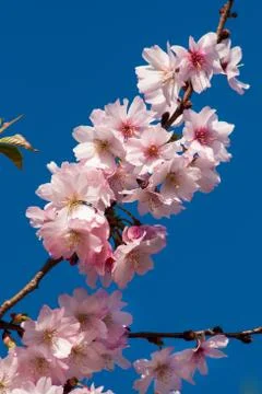 Cherry Blossom Tree Stock Photos
