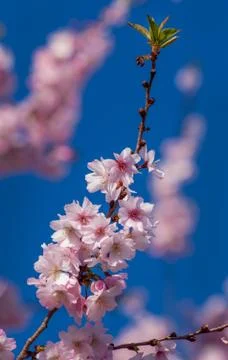 Cherry Blossom Tree Stock Photos
