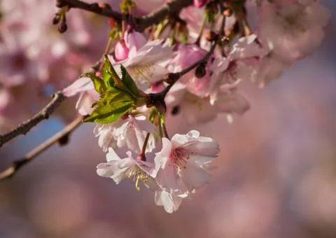 Cherry Blossom Tree Stock Photos
