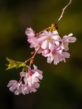 Cherry Blossom Tree Stock Photos