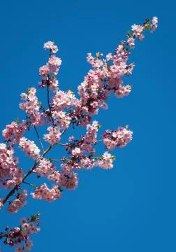 Cherry Blossom Tree Stock Photos