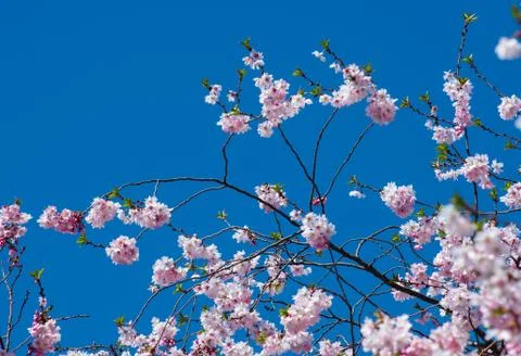 Cherry Blossom Tree Stock Photos