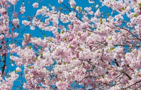 Cherry Blossom Tree Stock Photos